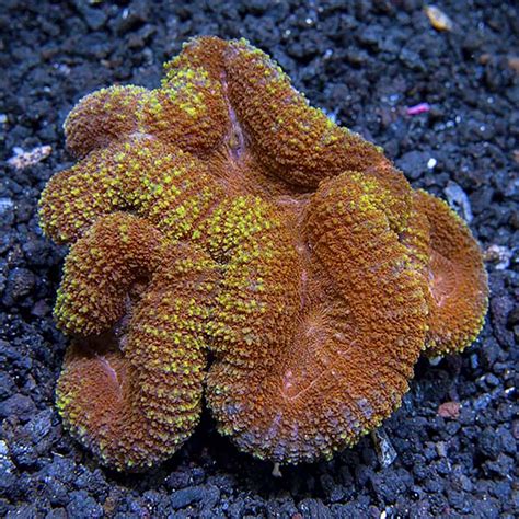 Symphyllia Brain Coral, Colored: Saltwater Aquarium Corals for Marine ...