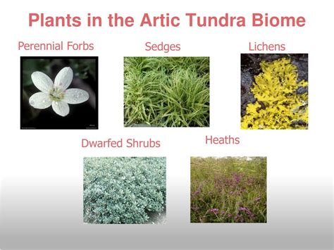 PPT - Arctic Tundra Biome! PowerPoint Presentation, free download - ID ...