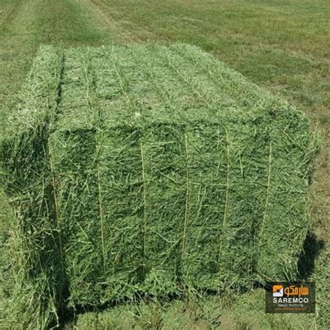 Rhodes Grass Hay and Alfalfa Hay | Alfalfa hay, Horse hay, Grass hay