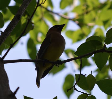 Cedar Waxwing Flock - FeederWatch