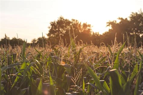 Sunset across the corn field | Free Photo - rawpixel