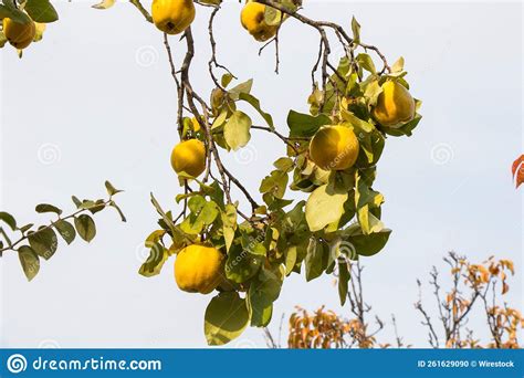 Quince Fruit on the Tree, Autumn and Fall Stock Photo - Image of growth ...