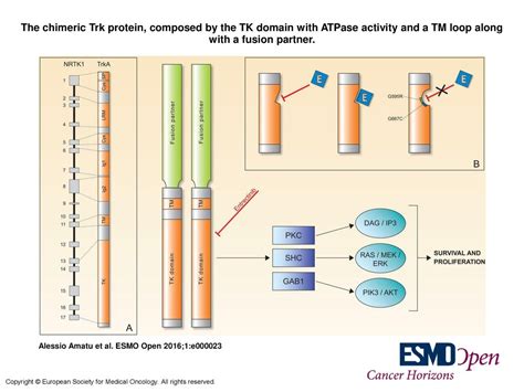 The chimeric Trk protein, composed by the TK domain with ATPase ...