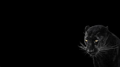 1360x768px | free download | HD wallpaper: Panther, Black Background ...