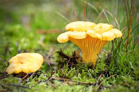 Fall Mushrooms: 7 Easy-to-ID Autumn Fungi That Are Great Eating