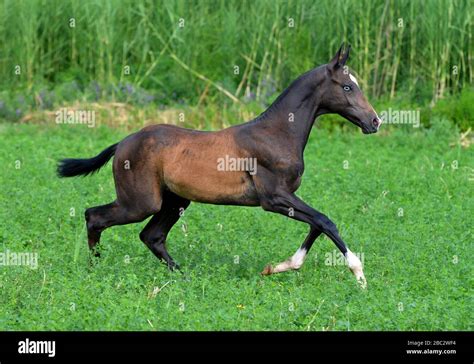 Black Akhal Teke foal with blue eyes runs in the meadow with blue ...