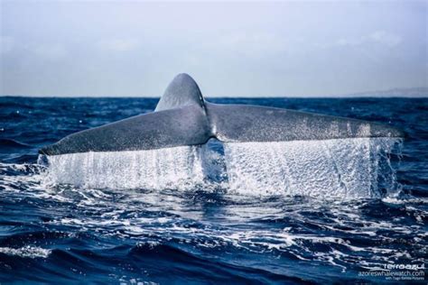 Blue Whales - The largest animal on the planet | Azores Whale Watching ...