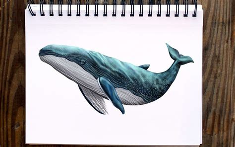 How to Draw a Whale - Create a Magnificent Whale Drawing