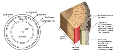 Cork Cambium - W3schools