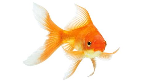 Le poisson rouge – Carassius auratus – Association Française du Poisson ...