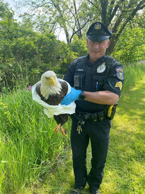 What poisoned an American bald eagle in Bucks County?