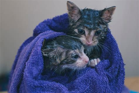 Tips for bathing your cat. - Anivive Lifesciences