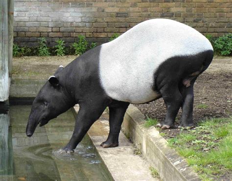 Tapirs Animals Facts And Images | All Wildlife Photographs