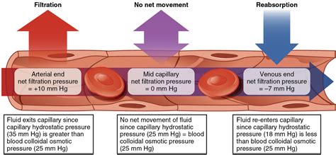 6.8 Capillary Exchange – Fundamentals of Anatomy and Physiology