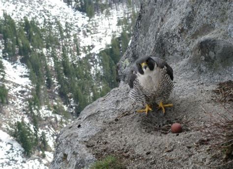 Peregrine falcons prefer nesting in Atlanta high-rises to North Georgia ...