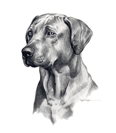 Pictures Of Realistic Dog Drawings – Warehouse of Ideas