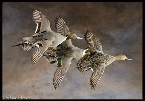 Birdman Studios Taxidermy - Waterfowlers Challenge