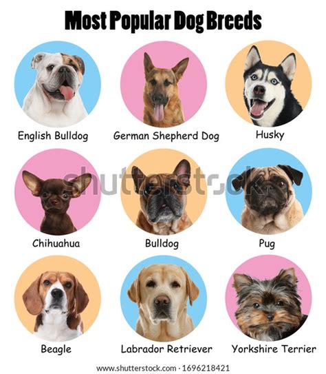 Set Different Adorable Dogs On Color Stock Photo 1696218421 | Shutterstock