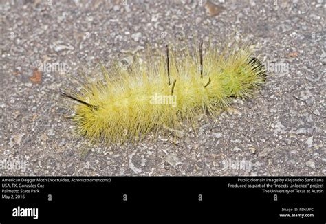 American Dagger Moth larva (Noctuidae, Acronicta americana ...