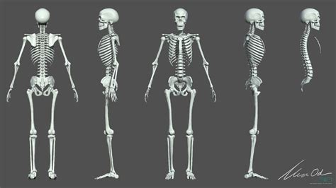 Human Anatomy Study - Skeleton Reference by Arrow3D on DeviantArt