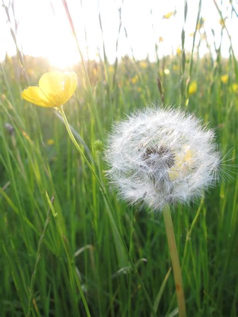 Dandelion Wishes | The earth laughs in flowers, Dandelion, Dandelion flower