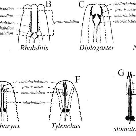 1 Different stoma types in the nematode class Secernentea (after ...