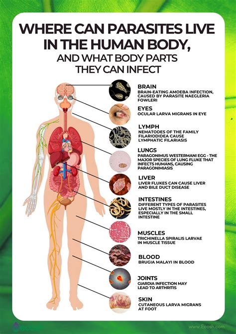 Parasite In Humans