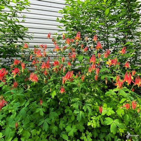 Aquilegia canadensis #1 (Wild Columbine) - Scioto Gardens Nursery