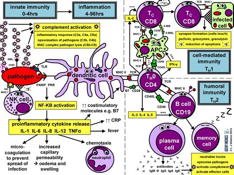 Immune Response | Immune Cell Types | Geeky Medics