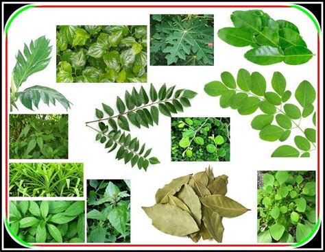 the benefits of herbal plant leaves as medicinal plants - Perry Cantigi