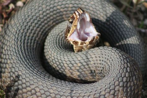 A Water Moccasin Venomous Snake Stock Image - Image of water, moccasin ...