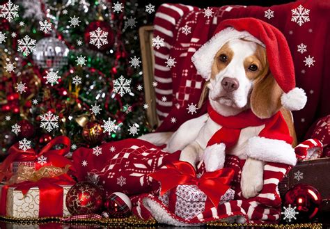 Christmas Beagle Wallpapers - Top Free Christmas Beagle Backgrounds ...