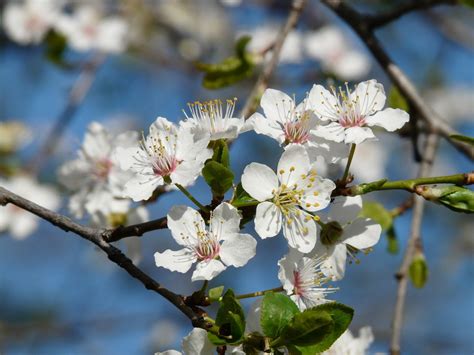 Wild Plum Blossom Bloom - Free photo on Pixabay