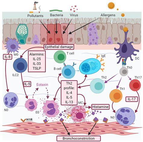 Frontiers | Neuroimmune Pathophysiology in Asthma