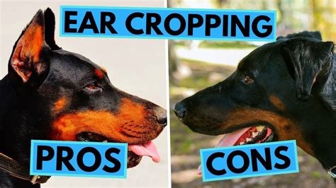 Ear Cropping Pros and Cons - Natural Ears vs Cropped Ears | Dogs, Dog ...