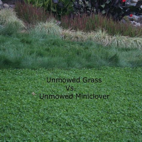 Miniclover® Seed For Planting No Mow Drought Tolerant Clover Lawns ...