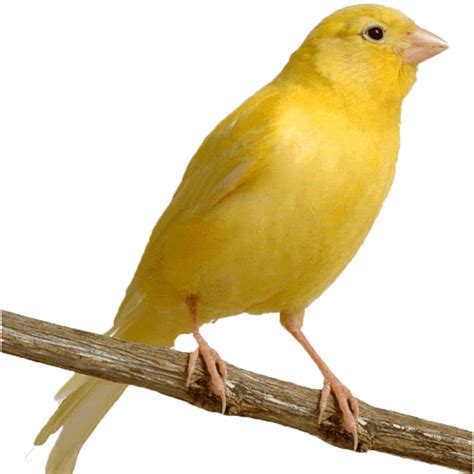 Buy Singing Canary - Yellow | Male Canary Bird for Sale - Taj Birds