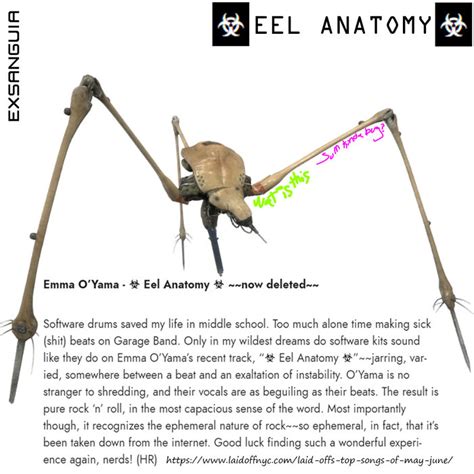 ☣ Eel Anatomy ☣ | EXSANGUIA