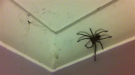 My (free to roam) pet Huntsman spider - YouTube