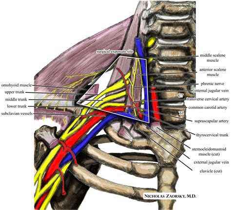 Thoracic Outlet Syndrome - EMG NCV