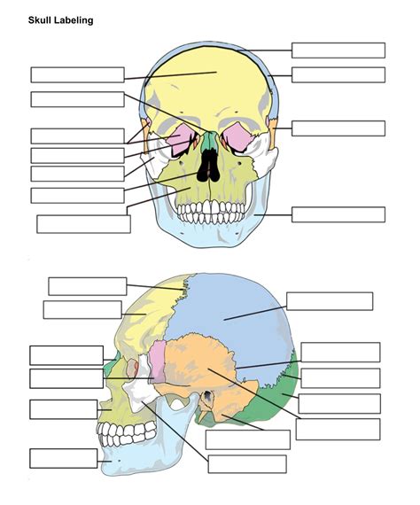 Skull Bones Unlabeled | Skull anatomy, Anatomy bones, Skull and bones