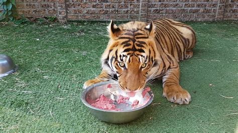 Watch me feed the tigers and checking the pups in FHD 60fps - YouTube