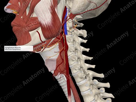 Hyoglossus Muscle | Complete Anatomy