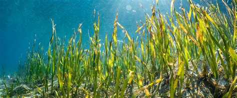 Best of BMT: Seagrass habitat restoration