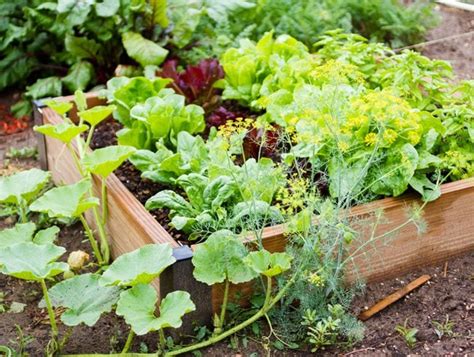 Small Vegetable Garden Ideas & Tips - Garden Design (2022)