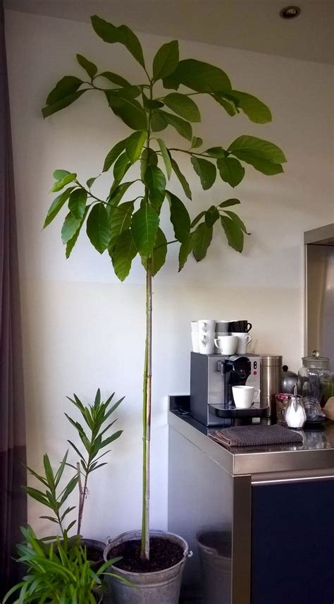 How To Care For Your Avocado Tree | Home and Garden Reference