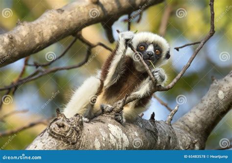 Curious Baby Sifaka Lemur stock photo. Image of tourism - 65483578