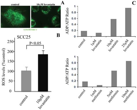 (A) Mitochondrial morphology was assessed by immunofluorescent ...