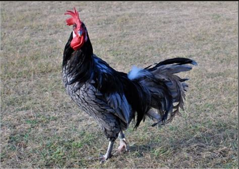 True Blue Andalusian | BackYard Chickens - Learn How to Raise Chickens