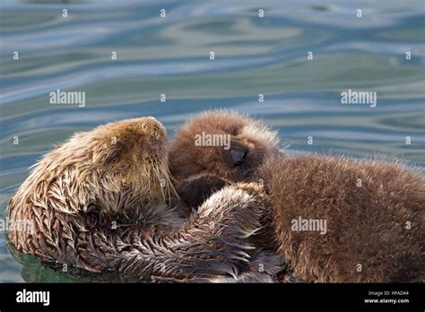 Sea Otter Mom and Pup Stock Photo - Alamy